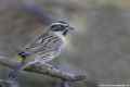 Черногорлая завирушка фото (Prunella atrogularis) - изображение №2178 onbird.ru.<br>Источник: orientalbirdimages.org